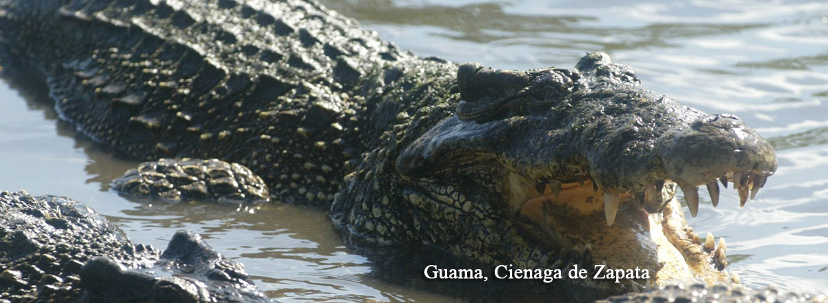 criaderos-de-cocodrilos-en-guama, peninsula de zapata, cuba