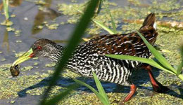 gallinuela en la cienaga de zapata cuba