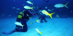 reefs in cayo coco