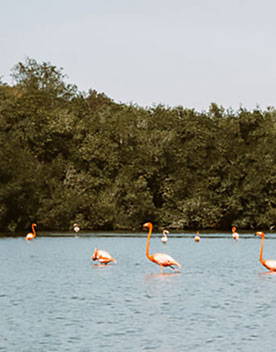 Las Salinas, Bermejas en Bahía de Chochinos 