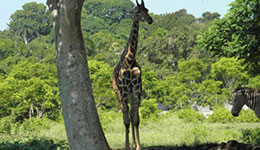 zoo national cuba