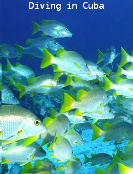 Diving in Cuba 